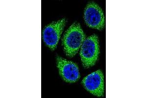 Image no. 2 for anti-DEK Oncogene (DEK) (AA 343-372), (C-Term) antibody (ABIN951879)