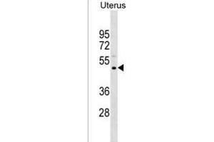 PREF11 Antibody (Center) (ABIN1537999 and ABIN2850283) western blot analysis in Uterus tissue lysates (35 μg/lane).