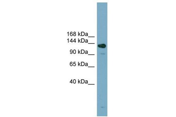 anti-Additional Sex Combs Like 2 (ASXL2) (Middle Region) antibody