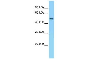 Image no. 2 for anti-Eukaryotic Translation Initiation Factor 5 (EIF5) (C-Term) antibody (ABIN2780433)