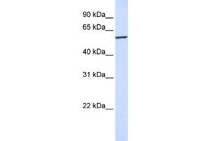 Image no. 1 for anti-Karyopherin (Importin) alpha 4 (KPNA4) (N-Term) antibody (ABIN2774081)