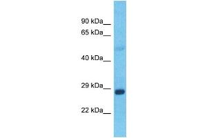 Image no. 1 for anti-Grainyhead-Like 1 (GRHL1) (C-Term) antibody (ABIN2778033)