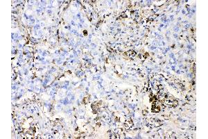 Anti Dhodh Antibody 132 173 N Term Product No Abin