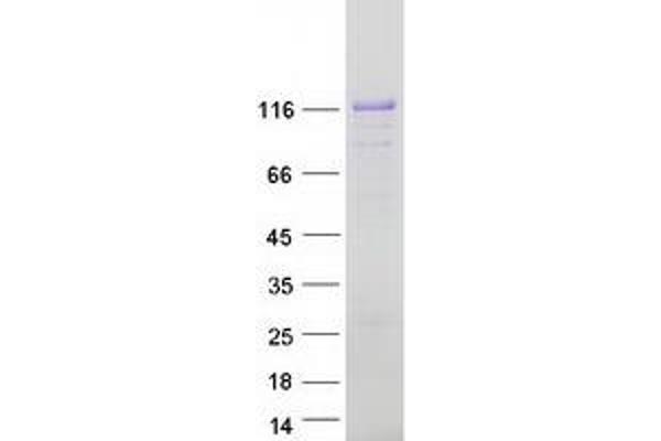 AFAP1L1 Protein (Myc-DYKDDDDK Tag)