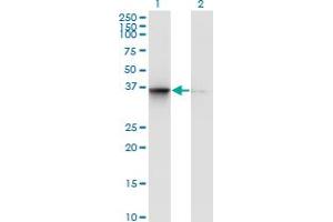 Image no. 2 for anti-Translin-Associated Factor X Interacting Protein 1 (Tsnaxip1) (AA 269-364) antibody (ABIN565928)