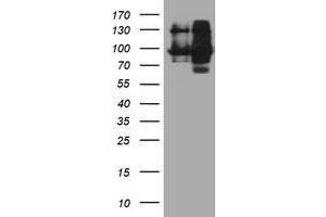 Image no. 3 for anti-Dipeptidyl-Peptidase 9 (DPP9) antibody (ABIN2719736)