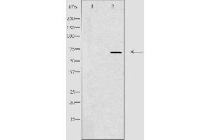 Image no. 1 for anti-AarF Domain Containing Kinase 2 (ADCK2) (Internal Region) antibody (ABIN6256924)