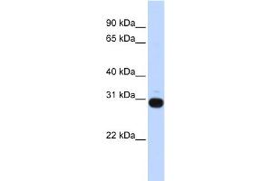 Image no. 1 for anti-Vasohibin 1 (VASH1) (Middle Region) antibody (ABIN2774099)