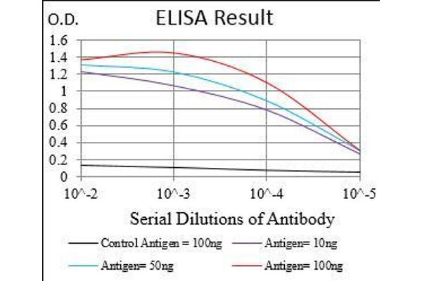 anti-Colony Stimulating Factor 1 Receptor (CSF1R) (AA 344-497) antibody