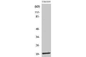 Image no. 1 for anti-Mitochondrial Ribosomal Protein L12 (MRPL12) (Internal Region) antibody (ABIN3185642)