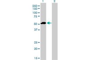 Image no. 3 for anti-Coagulation Factor IX (F9) (AA 96-190) antibody (ABIN560826)