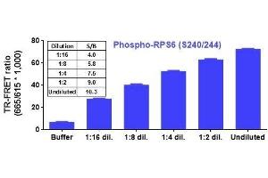 Image no. 2 for Phospho-Ribosomal Protein S6 (S240/244) TR-FRET Cellular Assay Kit (ABIN6938974)