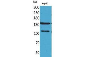 Image no. 1 for anti-Inositol Polyphosphate Phosphatase-Like 1 (INPPL1) (Internal Region) antibody (ABIN3187760)
