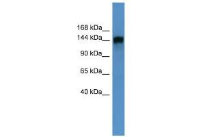 Image no. 1 for anti-Phosphatidylinositol Transfer Protein, Membrane-Associated 1 (PITPNM1) (N-Term) antibody (ABIN2788211)