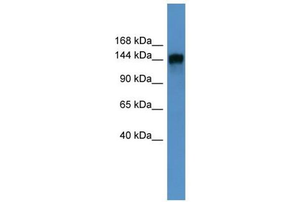 anti-Phosphatidylinositol Transfer Protein, Membrane-Associated 1 (PITPNM1) (N-Term) antibody
