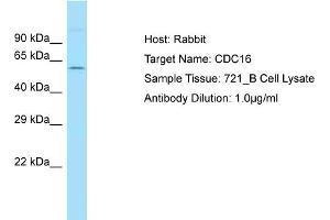 Image no. 1 for anti-Cell Division Cycle 16 Homolog (S. Cerevisiae) (CDC16) (N-Term) antibody (ABIN2787996)