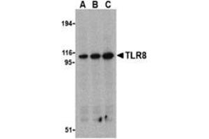Image no. 3 for anti-Toll-Like Receptor 8 (TLR8) (Middle Region) antibody (ABIN500964)