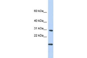 Image no. 1 for anti-Polymerase (RNA) II (DNA Directed) Polypeptide K, 7.0kDa (POLR2K) (Middle Region) antibody (ABIN2783453)