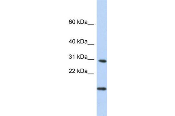 POLR2K antibody  (Middle Region)