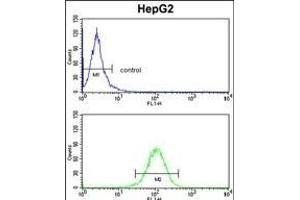 HOMER1 anticorps  (N-Term)