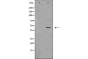 Image no. 2 for anti-SET Domain Containing (Lysine Methyltransferase) 8 (SETD8) (Internal Region) antibody (ABIN6265020)