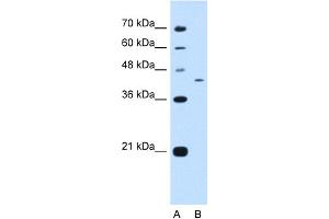 PRRC2B antibody  (N-Term)
