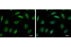 Image no. 2 for anti-Heterogeneous Nuclear Ribonucleoprotein R (HNRNPR) (N-Term) antibody (ABIN2856397)