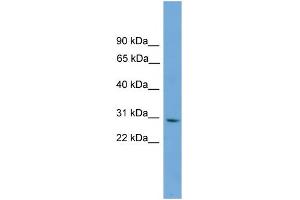Image no. 1 for anti-Canopy 3 Homolog (CNPY3) (Middle Region) antibody (ABIN2787470)