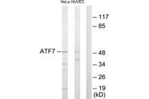 Image no. 1 for anti-Activating Transcription Factor 7 (AFT7) (AA 41-90) antibody (ABIN1533636)
