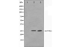Western blot analysis on Jurkat and K562 cell lysate using PTTG1 Antibody,The lane on the left is treated with the antigen-specific peptide.