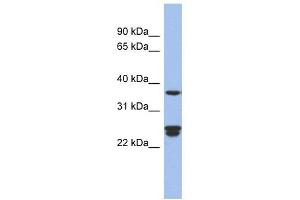 Image no. 1 for anti-Ornithine Decarboxylase Antizyme 2 (OAZ2) (Middle Region) antibody (ABIN632895)