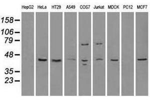 Image no. 4 for anti-RAD9 Homolog A (S. Pombe) (RAD9A) antibody (ABIN1500581)