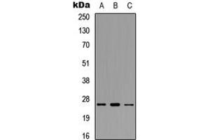 Image no. 1 for anti-Polymerase (RNA) III (DNA Directed) Polypeptide G (32kD) (POLR3G) (Center) antibody (ABIN2706851)