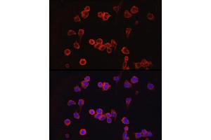 NFATC1 anticorps  (AA 20-300)