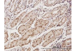 Image no. 3 for anti-ELL Associated Factor 1 (EAF1) (AA 1-268) antibody (ABIN529891)