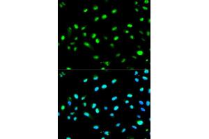 Image no. 2 for anti-LETM1 Domain Containing 1 (LETMD1) antibody (ABIN3023041)