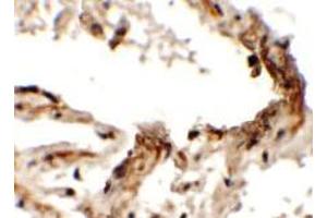 Image no. 1 for anti-Empty Spiracles Homeobox 2 (EMX2) (Middle Region) antibody (ABIN1450083)