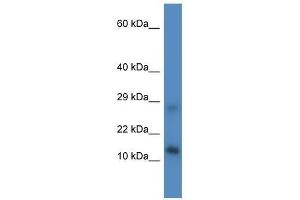 Image no. 1 for anti-LYR Motif Containing 4 (LYRM4) (Middle Region) antibody (ABIN928956)