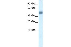 SAP30BP antibody  (N-Term)