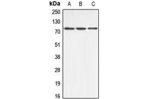 Image no. 2 for anti-ATP-Binding Cassette, Sub-Family B (MDR/TAP), Member 10 (ABCB10) (Center) antibody (ABIN2705370)