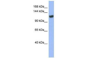 Image no. 1 for anti-Zinc Finger Protein 423 (Znf423) (Middle Region) antibody (ABIN927769)