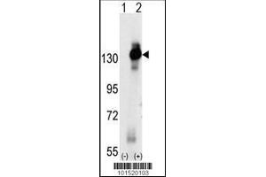 Image no. 1 for anti-Colony Stimulating Factor 1 Receptor (CSF1R) (AA 940-971), (C-Term) antibody (ABIN391880)