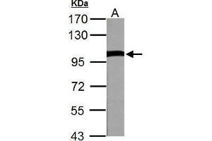 Image no. 6 for anti-Valosin Containing Protein (VCP) (C-Term) antibody (ABIN2854929)