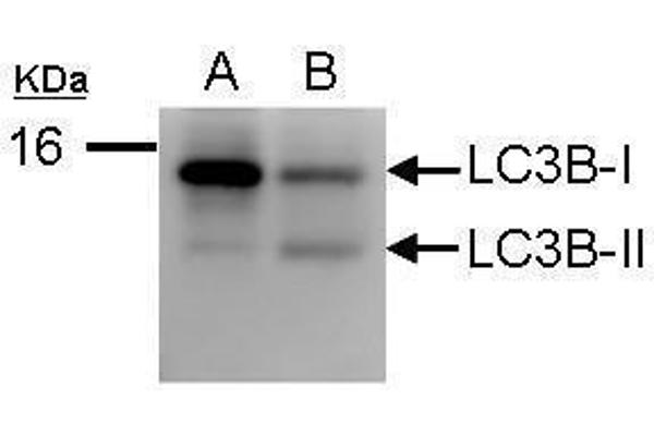LC3B Antikörper