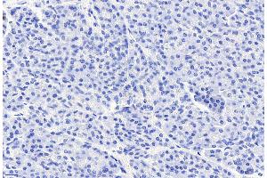Image no. 2 for anti-Cholecystokinin B Receptor (CCKBR) (Internal Region) antibody (ABIN185407)