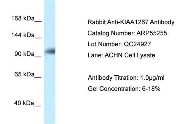 anti-KAT8 Regulatory NSL Complex Subunit 1 (KANSL1) (N-Term) antibody