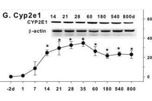 Image no. 1 for anti-Cytochrome P450, Family 2, Subfamily E, Polypeptide 1 (CYP2E1) (AA 401-493) antibody (ABIN707141)