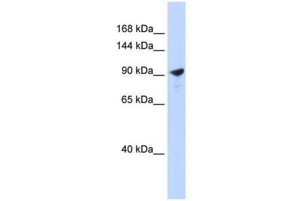 anti-Pappalysin 2 (PAPPA2) (Middle Region) antibody