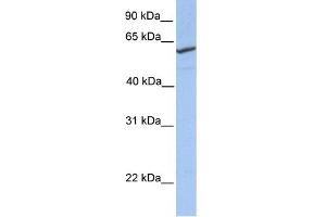anti-RFT1 Homolog (RFT1) (N-Term) antibody