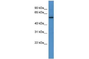 Image no. 1 for anti-PAP Associated Domain Containing 4 (PAPD4) (C-Term) antibody (ABIN2783644)